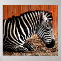 Zebra Darling - poster posters