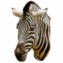 Zebra Drawing Photosculpture