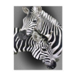 Zebra Entwined Gifts postcards