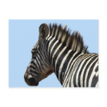 zebra face postcards