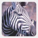 Zebra Face Sticker