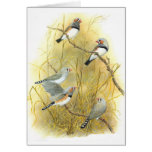 Zebra Finch Group - Taeniopygia guttata cards