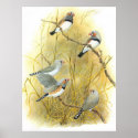 Zebra Finch Group - Taeniopygia guttata posters