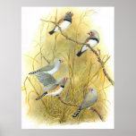 Zebra Finch Group - Taeniopygia guttata posters