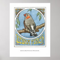 Zebra Finch Nouveau