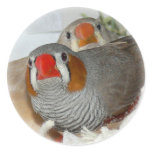 Zebra Finch Pair Stickers