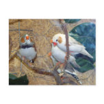ZEBRA  FINCH POSTCARD