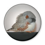 Zebra Finch Sleeping Magnet