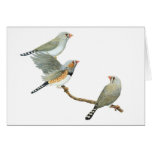 Zebra Finch Trio - Taeniopygia guttata Cards