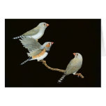 Zebra Finch Trio - Taeniopygia guttata cards