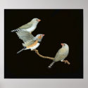 Zebra Finch Trio - Taeniopygia guttata posters