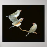 Zebra Finch Trio - Taeniopygia guttata posters