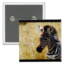 Zebra Foal wildlife baby Button
