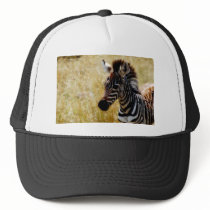Zebra Foal wildlife hats