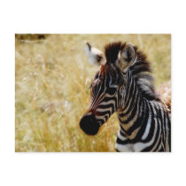 Zebra Foal wildlife postcards