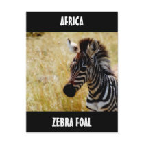 Zebra Foal wildlife postcards