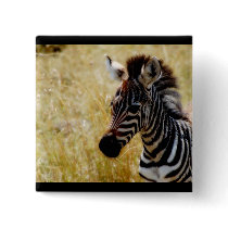 Zebra Foal wildlife stickers Pinback Button