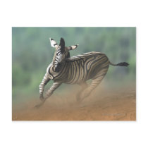 Zebra galloping over the desert landscape. post card