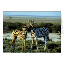Zebra Kissing Cards