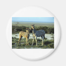 Zebra Kissing Refrigerator Magnets