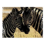 ZEBRA LOVE POSTCARDS