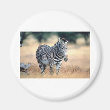 Zebra Magnet