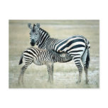 Zebra Mother and Feeding Foal postcards
