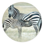 Zebra Mother and Feeding Foal stickers
