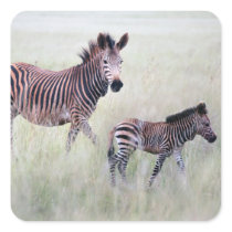 Zebra mum and baby square stickers