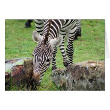 Zebra Note Card