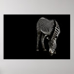 Zebra P4435 Print