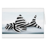 zebra pleco w background copy cards