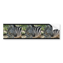 Zebra Pose Bumper Sticker