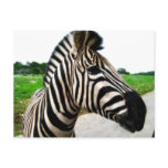 Zebra postcards