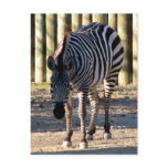 Zebra Postcard