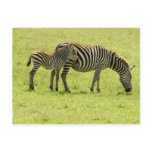Zebra Postcard