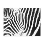 Zebra Postcard