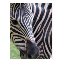 Zebra Postcard