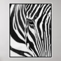 Zebra posters