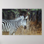 Zebra Poster