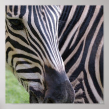 Zebra Poster Print