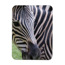 Zebra  Premium Magnet
