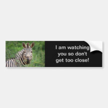 Zebra profile bumper sticker