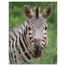 Zebra profile flyers