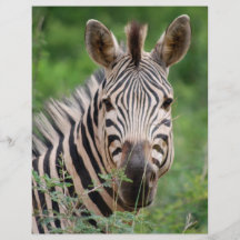 Zebra profile flyers