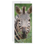 Zebra profile rack cards