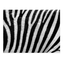 Zebra Skin Post Card