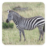 zebra stand stickers