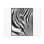 Zebra Stare Post Cards