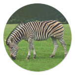 Zebra stickers